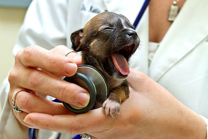 cuidados veterinarios cachorro