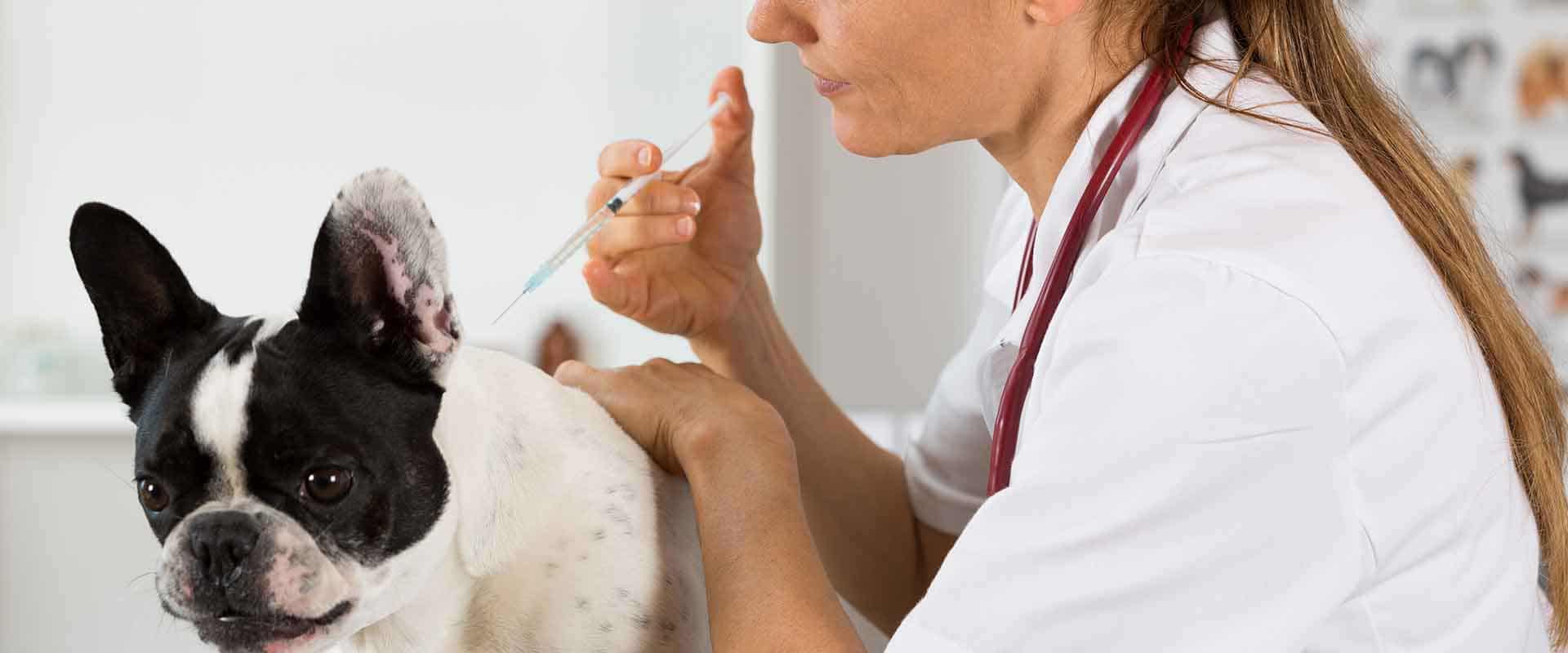 reacción válvula borroso Calendario de vacunación para perros - Hospital Veterinario Nacho Menes