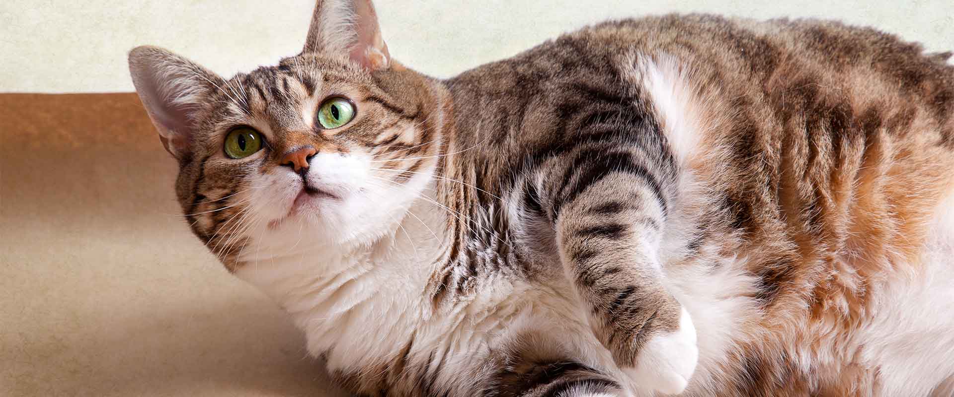 hueco ellos autómata Controla el peso de tu gato. ¿Necesita dieta? - Hospital Veterinario NM