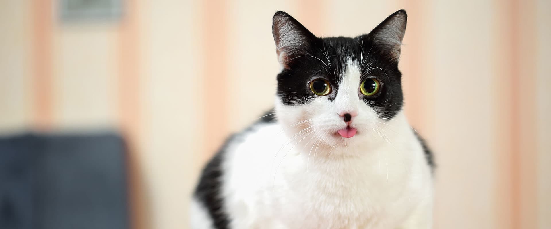 interferencia pandilla grande Síntomas para saber si tu gato ha ingerido sustancias tóxicas