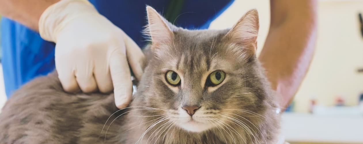 paso vegetariano Debilitar Toxoplasmosis en gatos: ¿qué es y cómo prevenir su contagio?