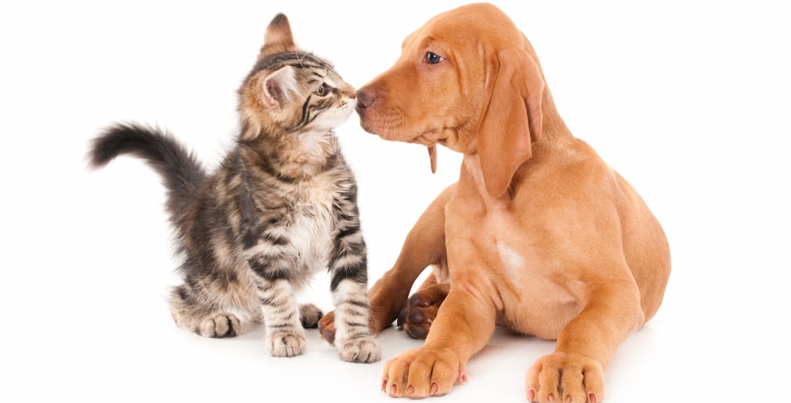 Lenguaje corporal en perros y gatos - H. Veterinario Nacho Menes